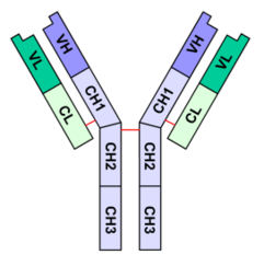 Figure 1 : Schéma d'un anticorps.