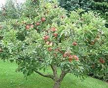 Voici un pommier : lorsque je suis usufruitier, j'ai droit à la récolte des pommes pendant toute ma vie mais je n'ai droit ni de l'abattre ni de le vendre. 
