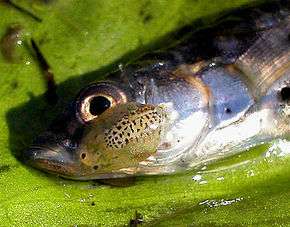 Les « poux des poissons » d'eau douce correspondent le plus souvent au genre Argulus