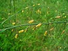 Fleurs d'Asparagus officinalis.