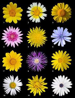 Un poster illustrant douze espèces de fleurs différentes