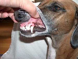 Denture de chien