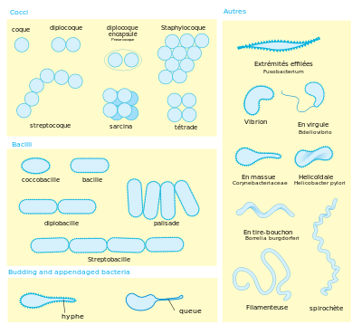 Les bactéries présentent une grande diversité de morphologies et d'arrangements cellulaires.