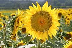 Tournesol (Helianthus annuus)