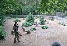 Animation pédagogique de la curée des vautours au zoo.