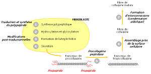 Différentes étapes de synthèse du collagène