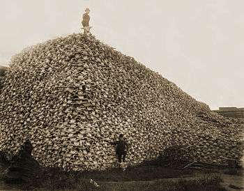 Vers 1875, pile de crânes de bisons destinés à la fabrication d'engrais. Parfois les cadavres étaient abandonnés dans la prairie, simplement dépouillés de leur fourrure.