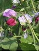 Variétés 'Blauwschokker' à fleurs rose et violet