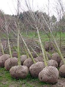 Arbres prêts à être transplantés.