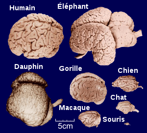 Comparaison des cerveaux de différentes espèces