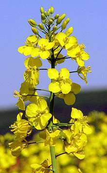 Fleurs de colza