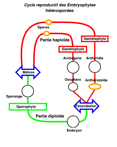 cycle reproductif des embryophytes héterosporées