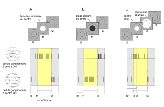 (fig. 10) Réponses des cellules ganglionnaires à centre ON et à centre OFF à différentes stimulations (d'après Purves et al.[3])