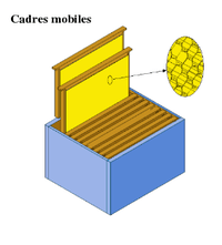 Corps de ruche Langstroth à cadres mobiles.