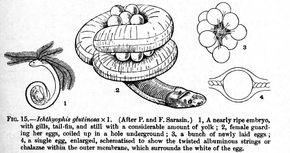 La cécilie Ichthyophis glutinosus avec ses œufs et un embryon.