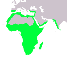 Distribution des caméléons