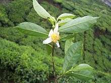 Fleur du théier (Inde).