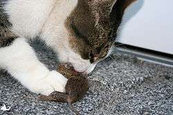Un chat mangeant une souris.