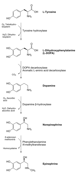 Biosynthèse de l'adrénaline (épinéphrine) à partir de la L-tyrosine