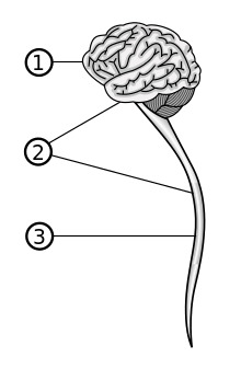 ① L'encéphale② Le système nerveux central (SNC)③ La moelle spinale
