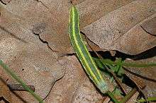 Chenille de noctuelle du pois