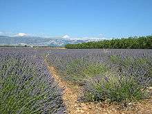 Champ de lavande en Provence.