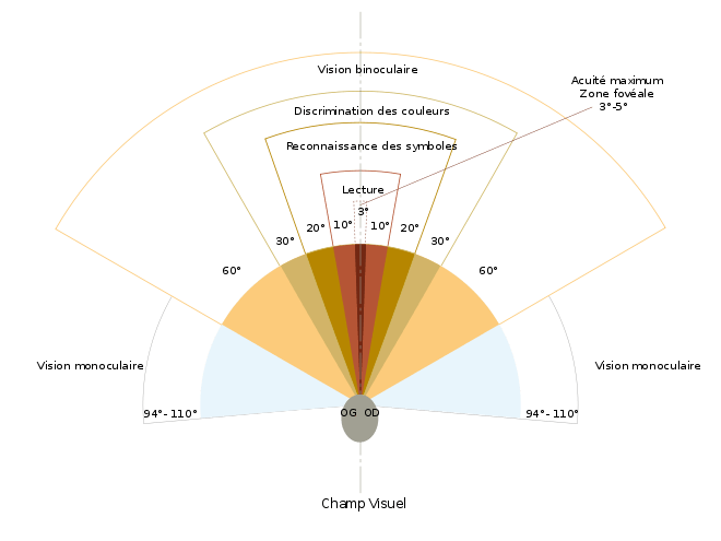 (fig. 6) Champ visuel humain