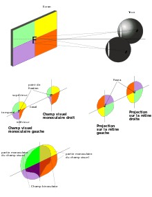 (fig. 4) Projection des champs visuels sur la rétine illustrant le renversement de l'image par le système optique de l’œil