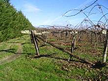 Plantation de kiwis dans le sud des Landes.