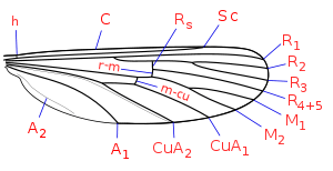 Nervuration schématique d'une aile de Cullicidae : C: costale; Sc: souscostale; R: radiale, M: mediane; Cu: cubitale; A: anale; h: humérale;r-m: radio-médiane; m-cu: médio-cubitale.