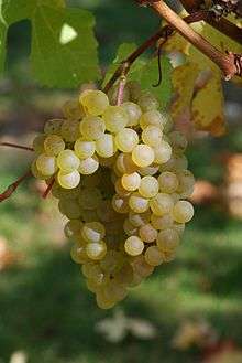 Raisin de Chardonnay