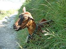 Une chèvre croisée sur un sentier suisse.