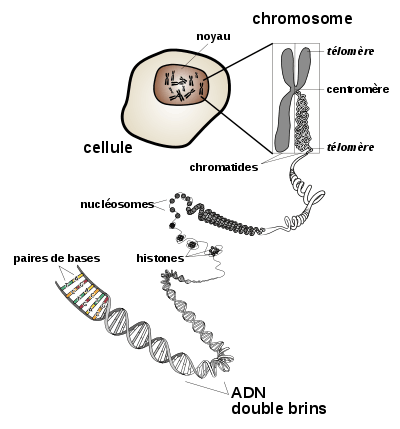 Description de la structure d'un chromosome.