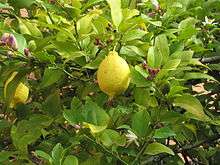 Bourgeons, fleurs et fruits de citron sur la même plante