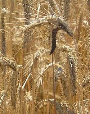 Ergot du seigle Claviceps purpurea, Dominique Jacquin.