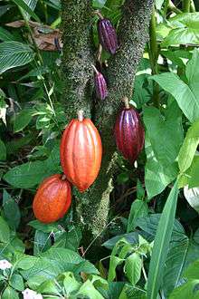 Un cacaoyer portant des cabosses.