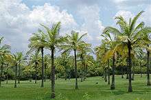 Plantation de cocotiers en Inde à l'intérieur des terres