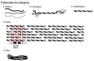 Différentes étapes de synthèse du collagène