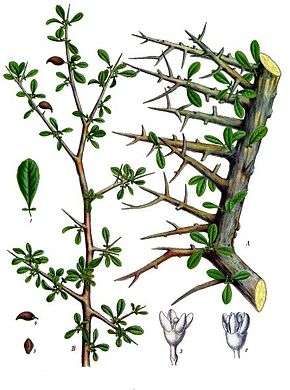 L'arbre à myrrhe, Commiphora myrrha