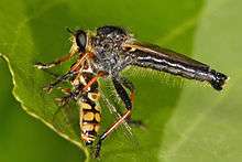 Les insectes prédateurs sont d'une grande importance pour le contrôle des insectes ravageurs - mouche asilide (Zosteria sp.) s'alimentant.