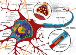 Schéma complet d’un neurone.