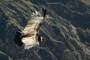 Condor, Valle del Colca