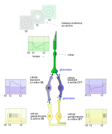 (fig. 5) Relations fonctionnelles entre cône, cellules bipolaires ON et OFF et cellules ganglionnaires ON et OFF. Cas d'un cône pris au centre du champ récepteur.