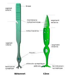 (fig. 7) Cône et bâtonnet