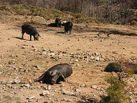 Des cochons sauvages corses, anciens cochons domestiques retournés à l'état sauvage, et seuls cochons d'origine européenne ancienne à avoir des origines moyen-orientales