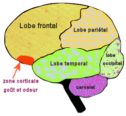 C'est dans la zone corticale préfrontale que le cerveau traite les informations concernant le goût et l'odeur