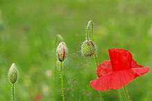 Boutons et fleur épanouie.