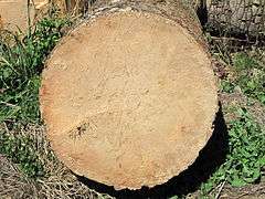 Coupe d'un stipe de palmier montrant l'absence des anneaux de croissance typiques des arbres.