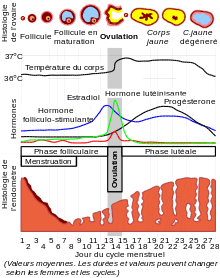 Cycle Menstruel et hormonal