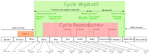 Stades phénologiques, cycles végétatif et reproducteur de la vigne